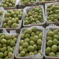 Nouvelle récolte de poire Shandong vert frais